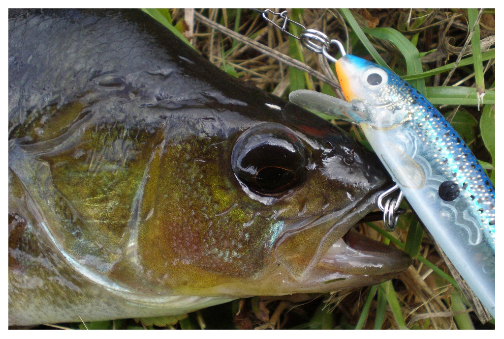 Dabar daugelis voblerių turi specialias balanso sistemėles