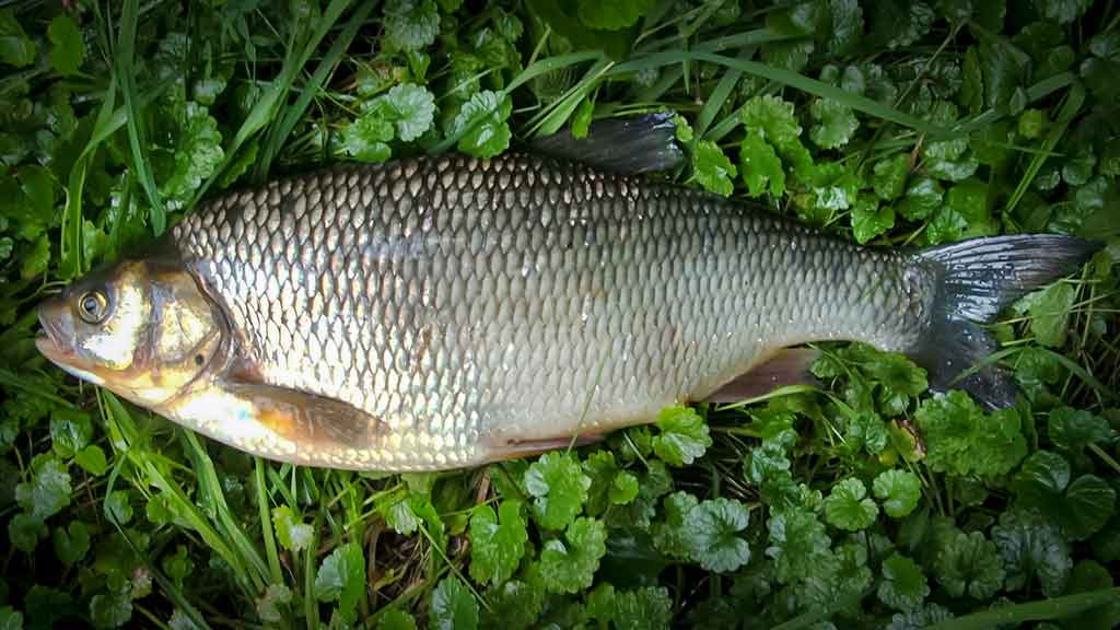 Klasikinis masalas meknėms. Antra dalis