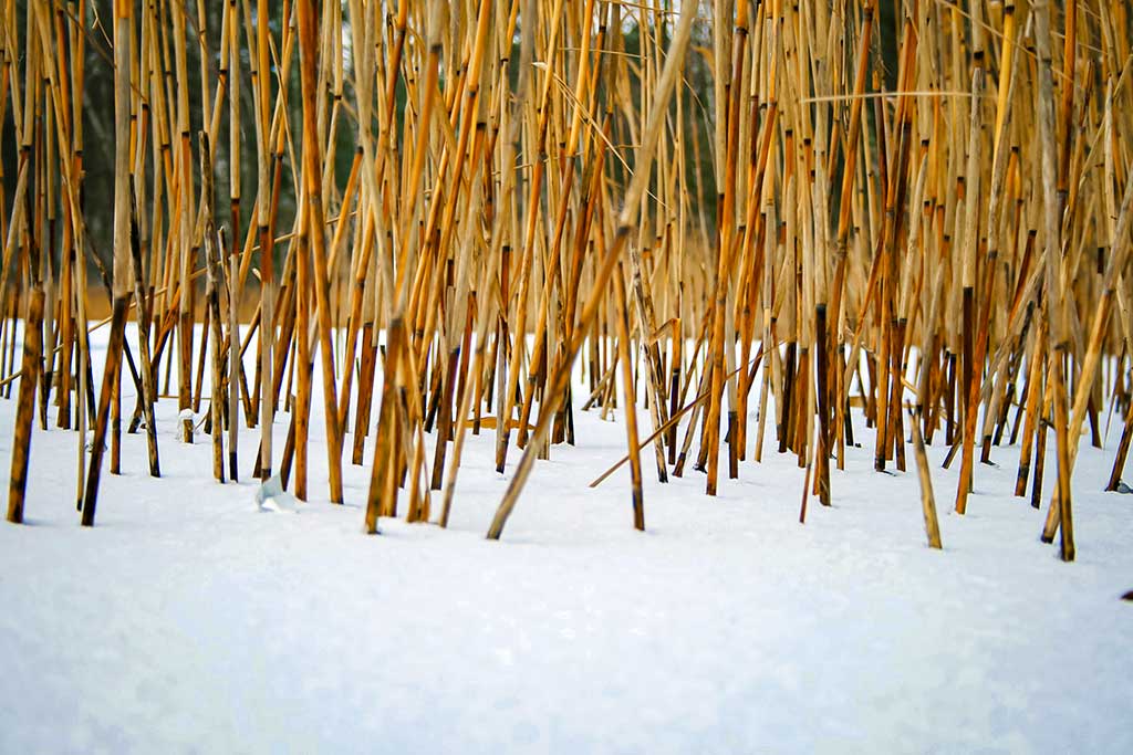Kitą dieną po Naujųjų