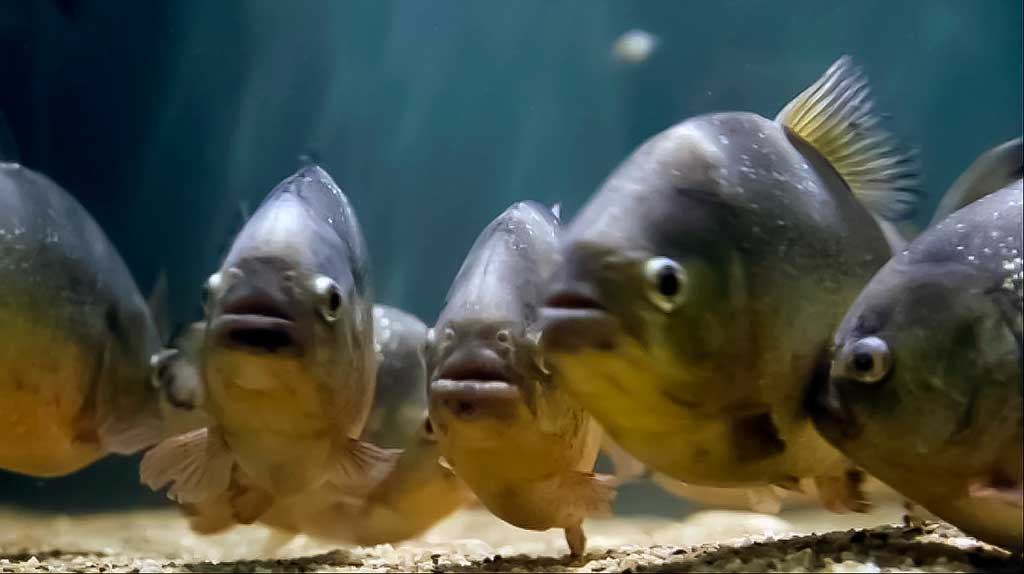 Juodosios piranijos (Serrasalmus rhombeus)