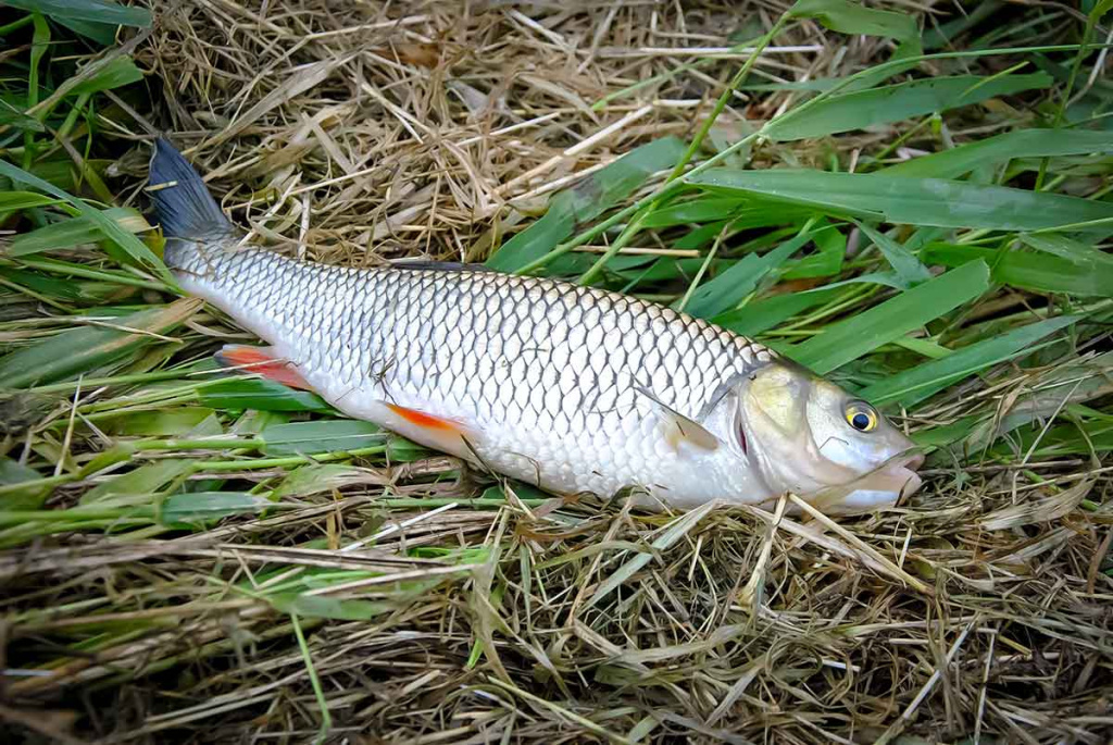 Nepailstanti žuvų viliotoja. 1 dalis