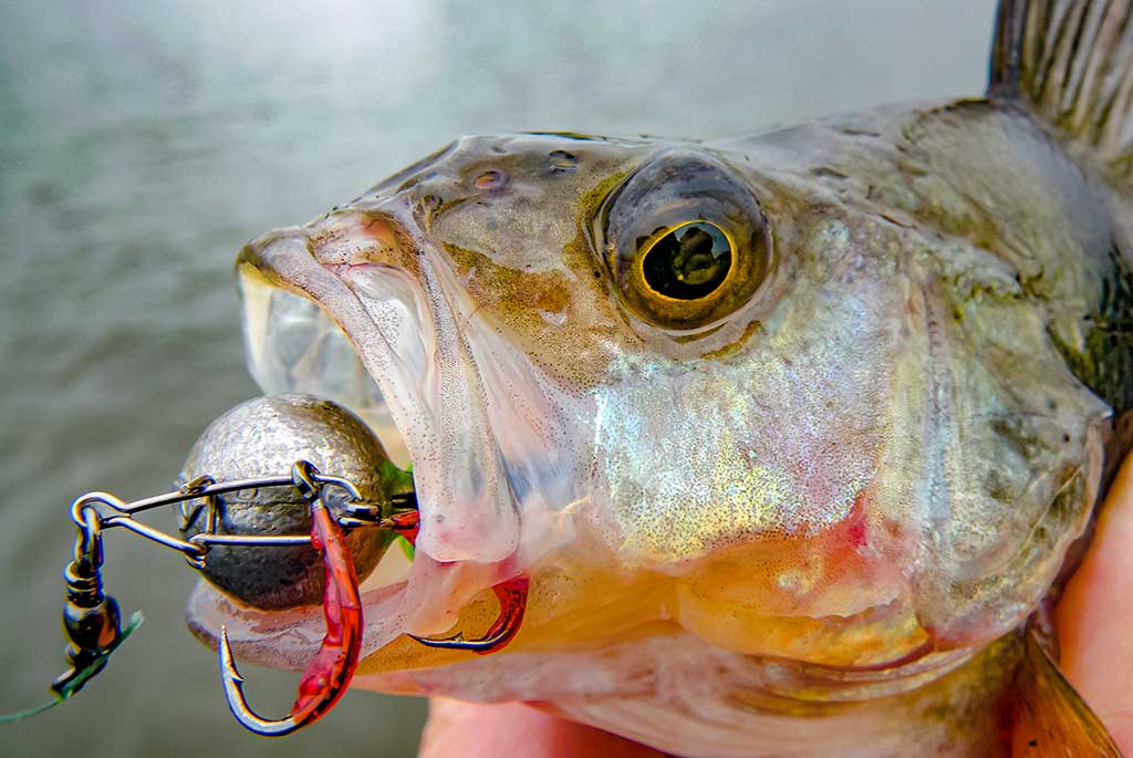 Kiek svarbus žvejui karabinas? Antra dalis