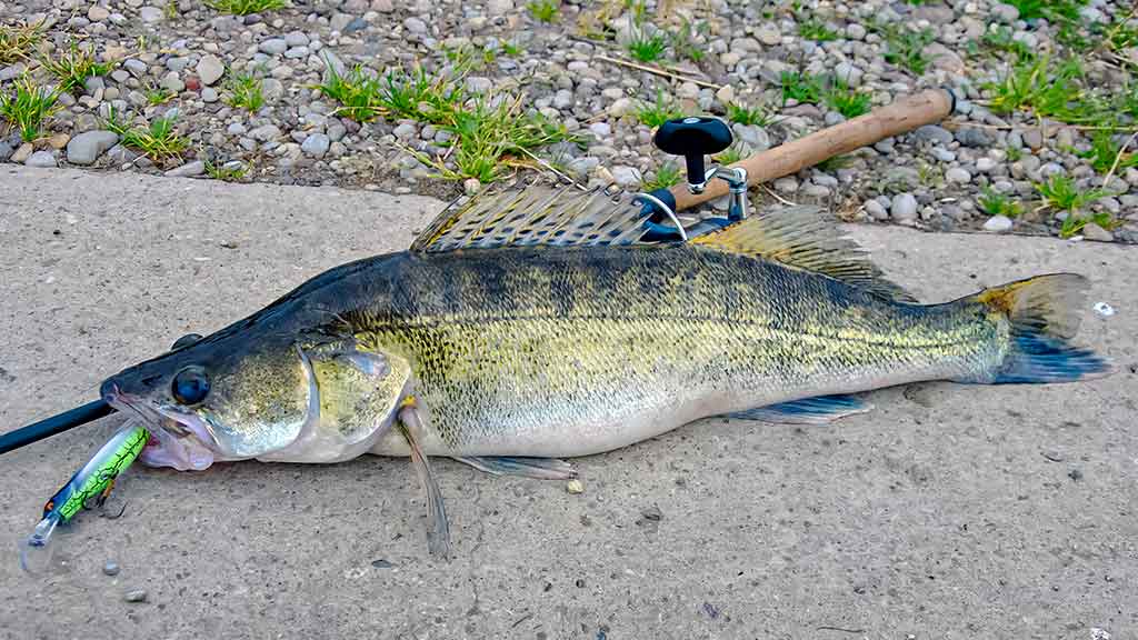 Geriau trumpas ar ilgas kotas? Antra dalis Geriau trumpas ar ilgas kotas? Antra dalis