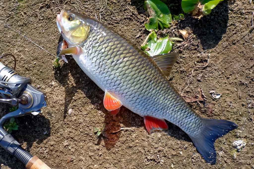 Šapalo šypsena. Trečia dalis Šapalo šypsena. Trečia dalis