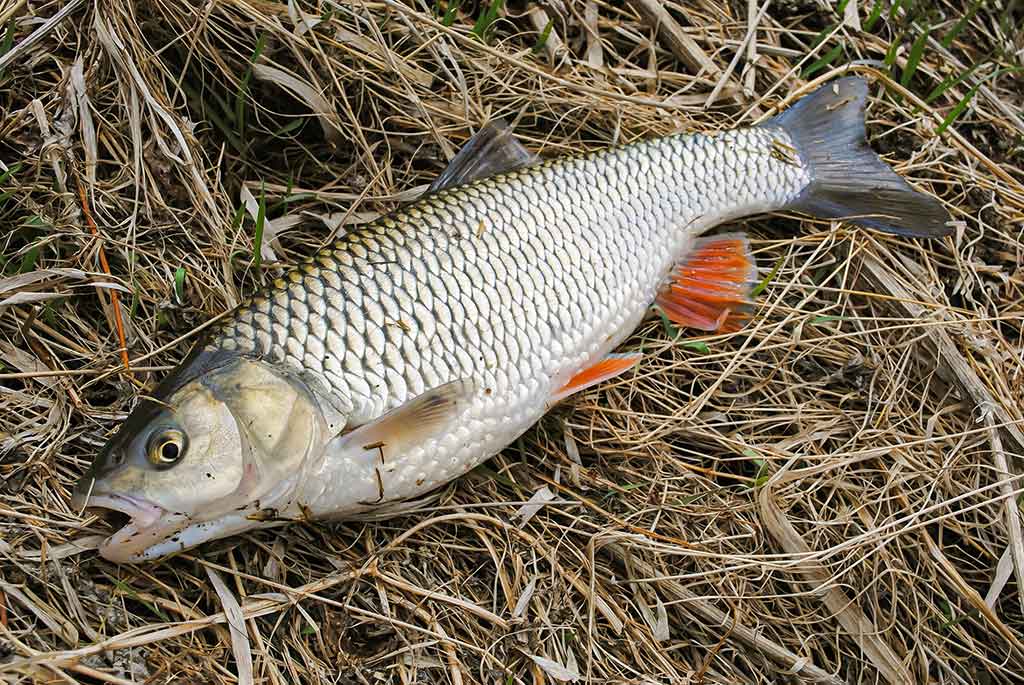 Kaip pagauti karšį? Kaip pagauti karšį?
