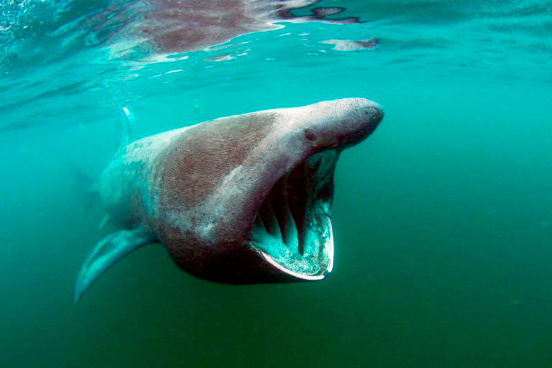 Milžinryklis  Milžinryklis