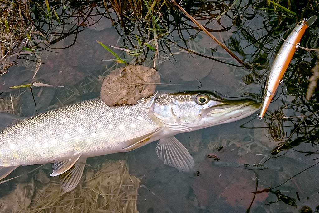 Ar sunku įsisavinti tvičingą? Techniniai niuansai Ar sunku įsisavinti tvičingą? Techniniai niuansai