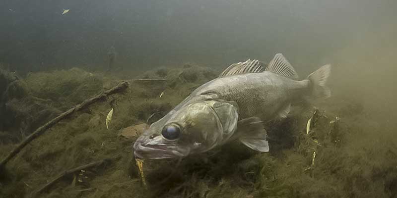 Dauguma žuvų neršto metu nesimaitina