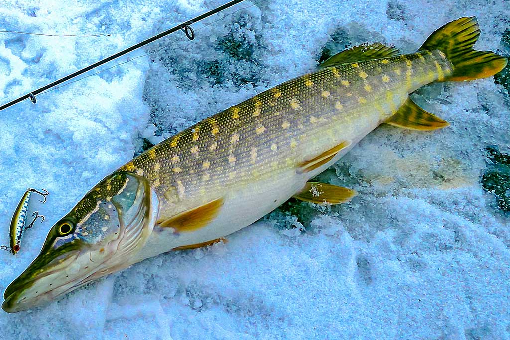 Mitai apie žiemos lydekas ir tiesa apie spiningus Mitai apie žiemos lydekas ir tiesa apie spiningus