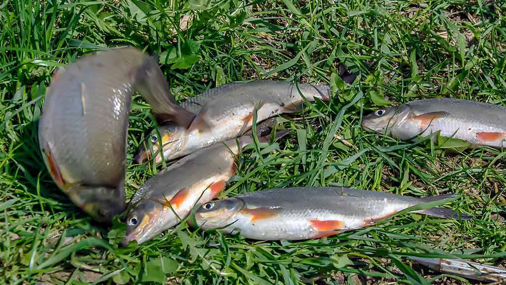 Pavasarinė žiobrių fiesta