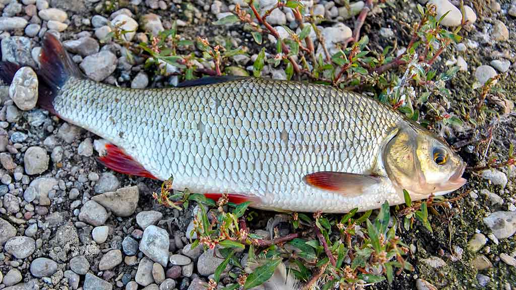 Tiny – kryptis į srovės širdį. Trečia dalis