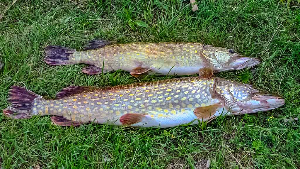 Lydekas – lydekomis. Apie žuvis kanibales