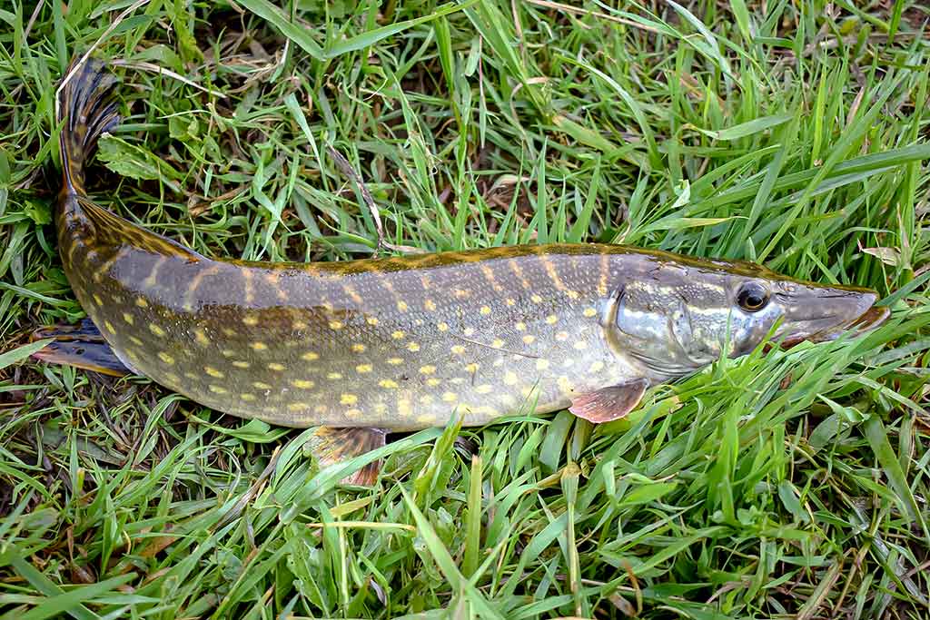 Apie nepilnametes, mikromasalus ir striptizą. Antra dalis