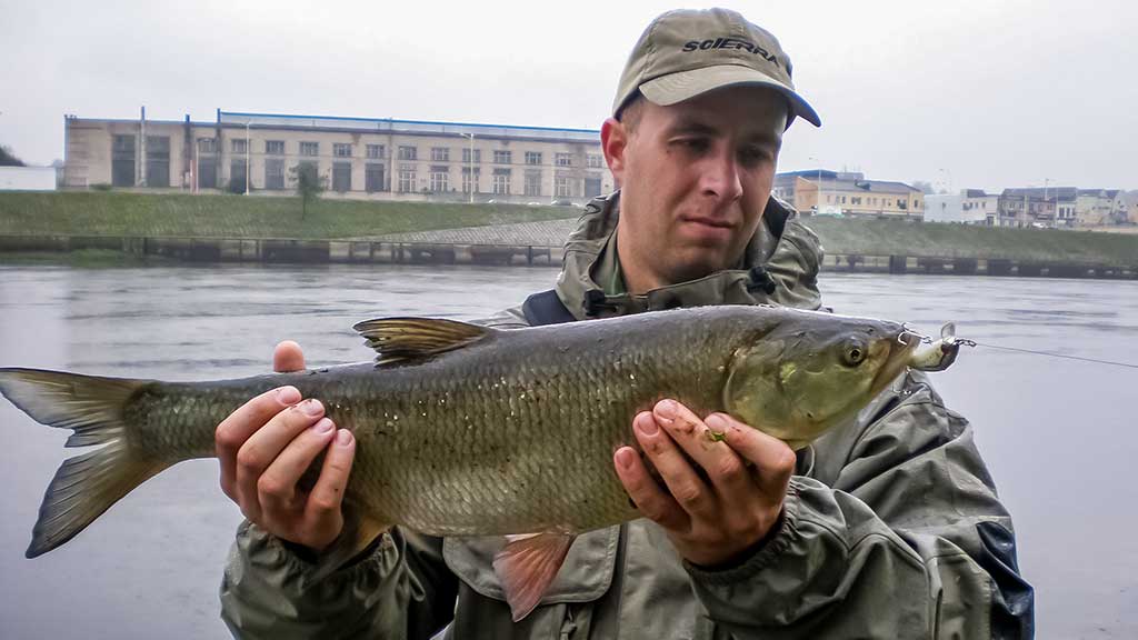Pasvarstymai apie salačius ir juos gaudančius žvejus