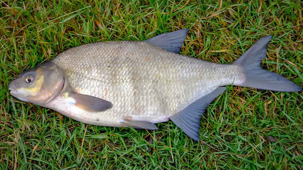 Didelių upių karšiai. Antra dalis Didelių upių karšiai. Antra dalis