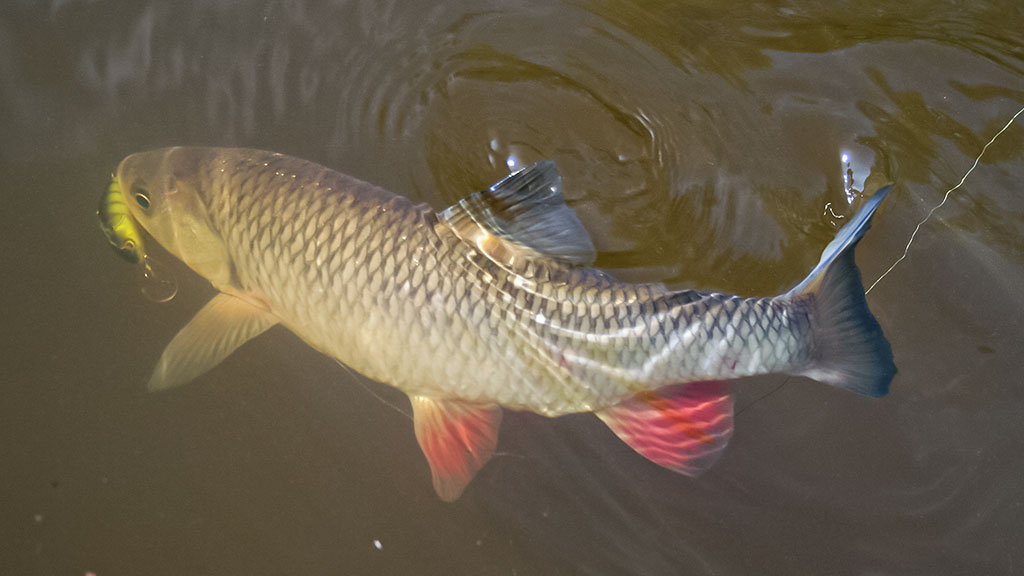 Paskutinės katino dienos Paskutinės katino dienos