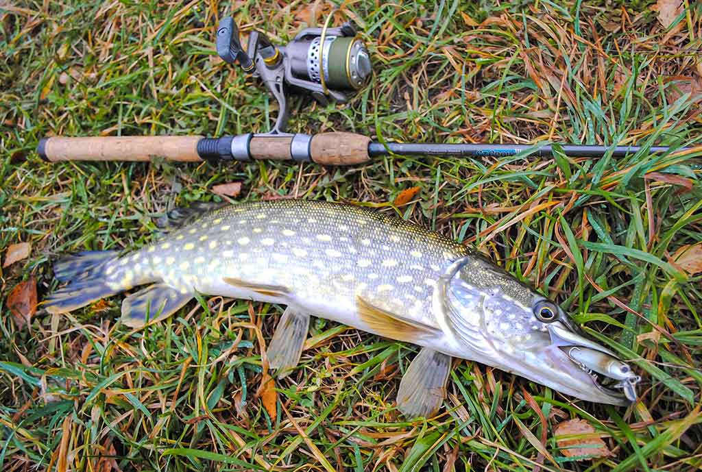 Kaip pagauti nedrąsią plėšrūnę