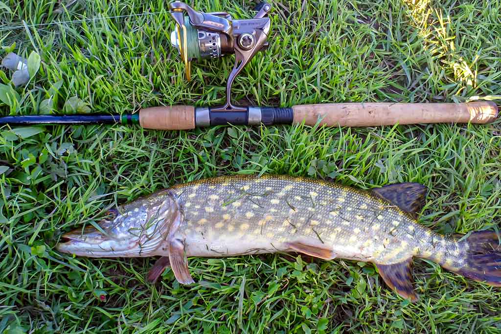 Kaip pagauti pavasarinę lydeką. Pirma dalis