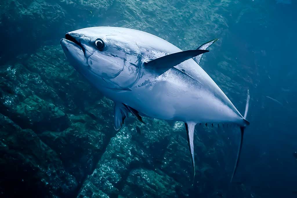 Tunas (Thunnus) Tunas (Thunnus)