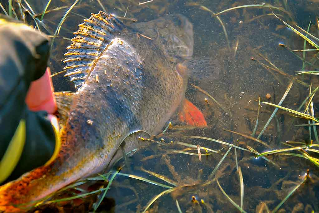 Neries ešerio gaudymas