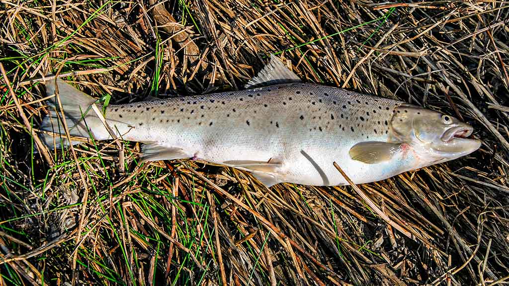 Kur, kaip ir kuo gaudome lašišas bei šlakius. II dalis Kur, kaip ir kuo gaudome lašišas bei šlakius. II dalis