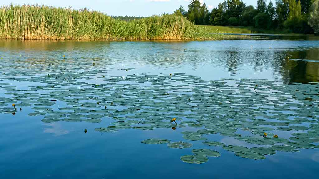 Kaip suvilioti žolėse tūnančią lydeką Kaip suvilioti žolėse tūnančią lydeką