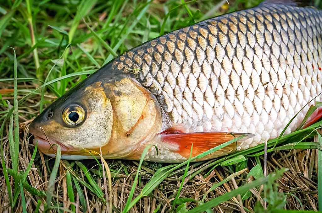 Primirštas geras masalas. Pirma dalis