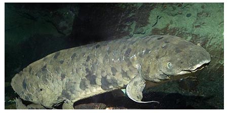 Australinė dvikvėpė vardu Senelis (angl. Granddad)