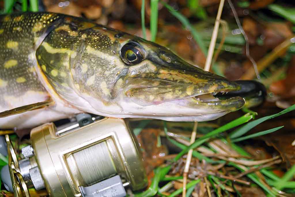 Jerk bait – stambių plėšrūnų masalas Jerk bait – stambių plėšrūnų masalas