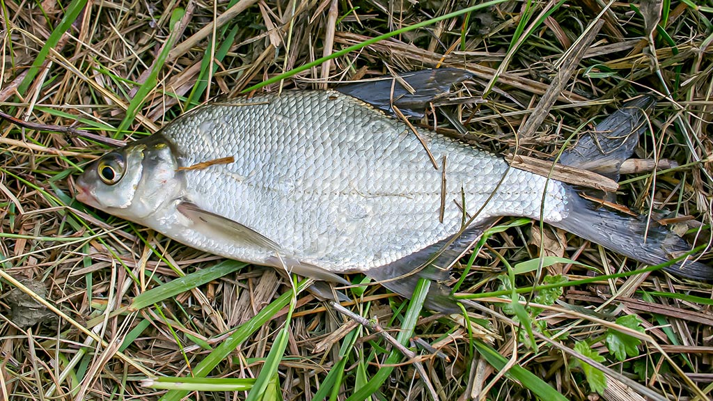 Žiemos gudrybes prisiminus. Antra dalis