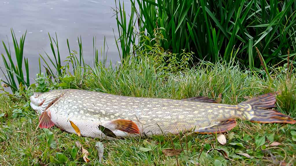 Dviejų uodegėlių fenomenas. Pirma dalis Dviejų uodegėlių fenomenas. Pirma dalis