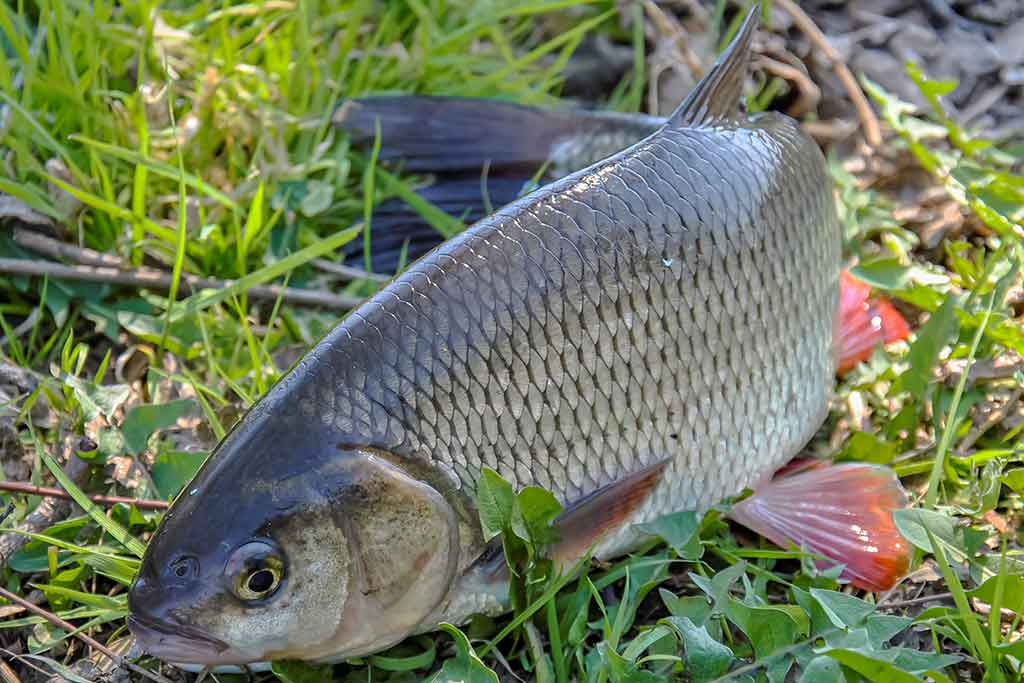 Tiny – kryptis į srovės širdį. Trečia dalis