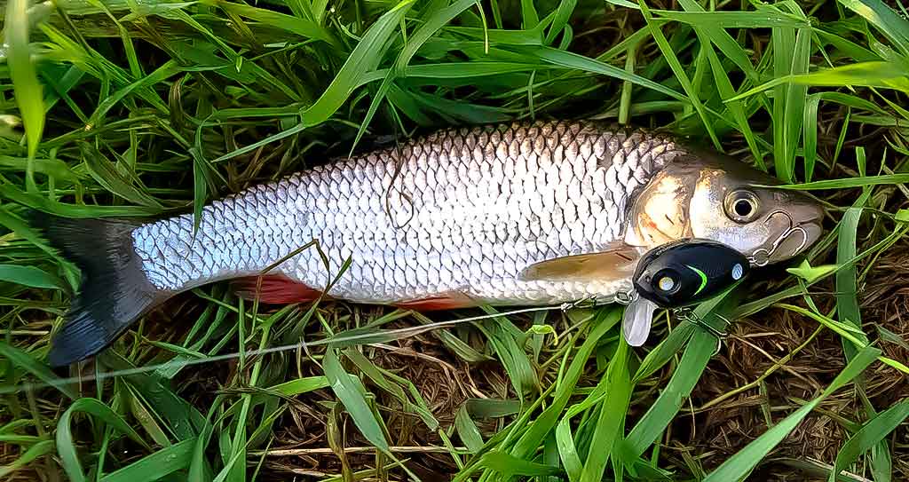 Šapalus – siaurose protakose