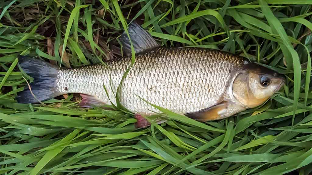 Sukis, lapeli, sukis... Apie lydekas, šapalus ir meknes