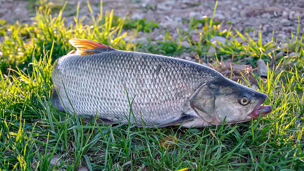 Ne tik salatiniai delikatesai. Antra dalis Ne tik salatiniai delikatesai. Antra dalis