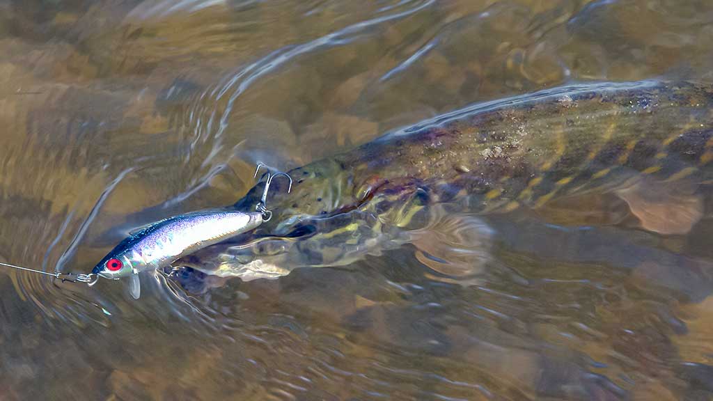Vobleris po mikroskopu – liežuvis ir kilpa. Trečia dalis
