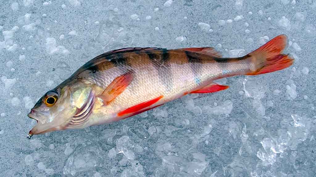 Kaip pagauti ešerį?