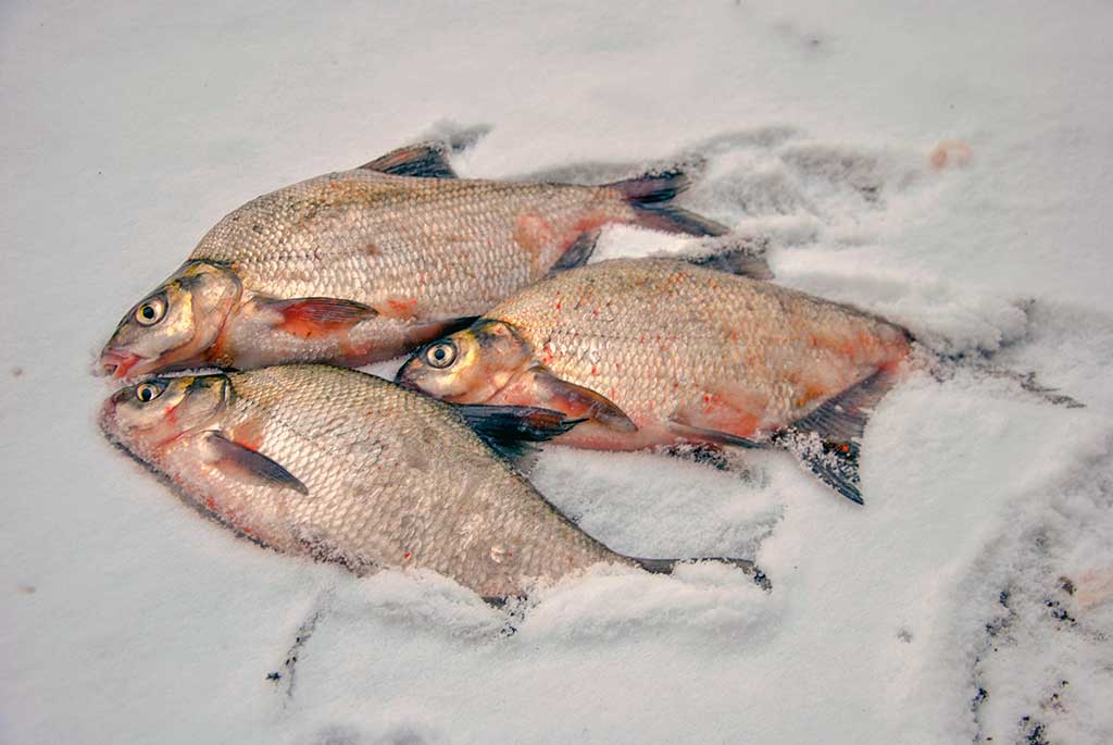 Kaip pagauti karšį? Kaip pagauti karšį?