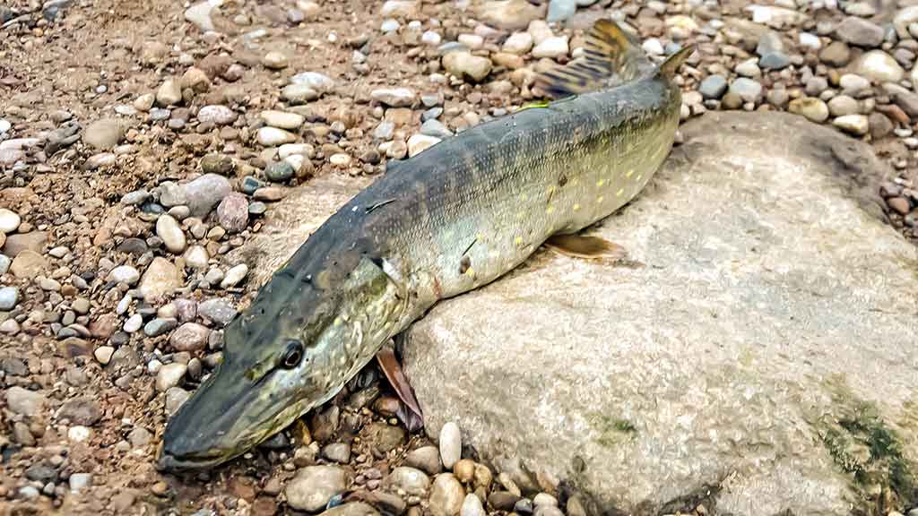 Lydekos, tvičingas ir dideli vobleriai Lydekos, tvičingas ir dideli vobleriai