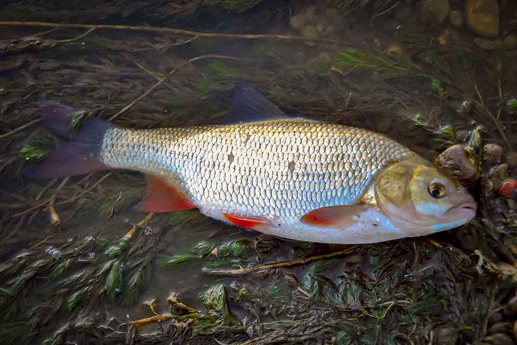 Klasikinis masalas meknėms. Pirma dalis