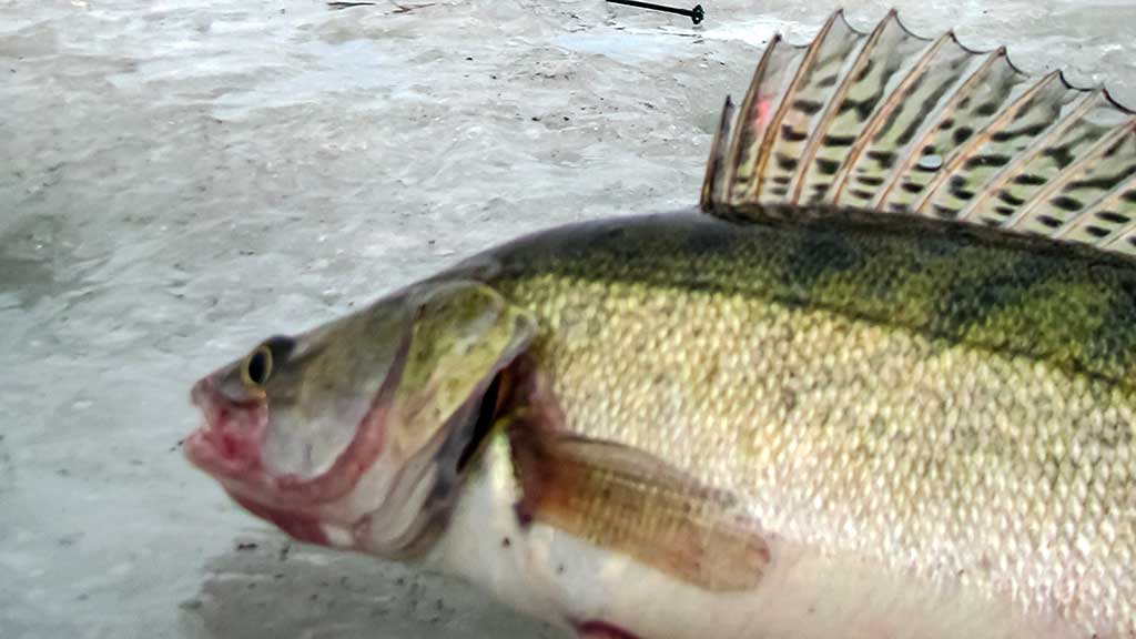 Kuršmarėse kimba ne vien stintos. Pirma dalis