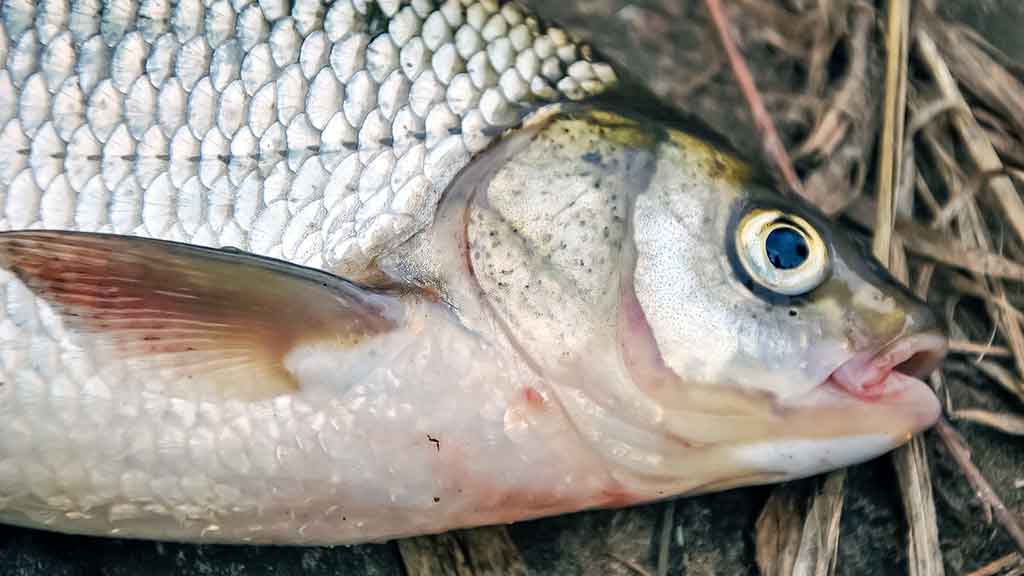 Nemunas, plūdinė ir senos dambos. Kitaip nei vasarą
