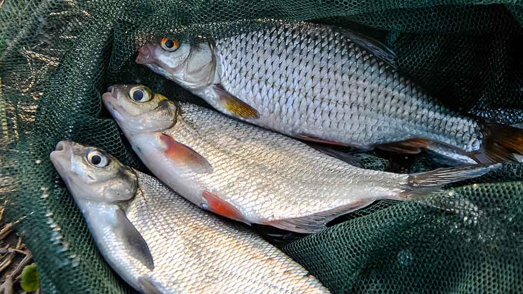 Didžiųjų upių plakiai. Pirma dalis Didžiųjų upių plakiai. Pirma dalis