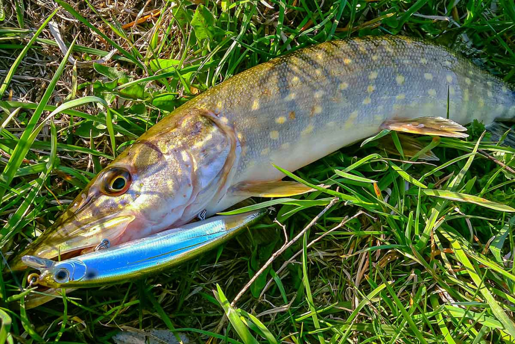 Ar sunku įsisavinti tvičingą? Pavadėliai ir cast tipo įranga Ar sunku įsisavinti tvičingą? Pavadėliai ir cast tipo įranga