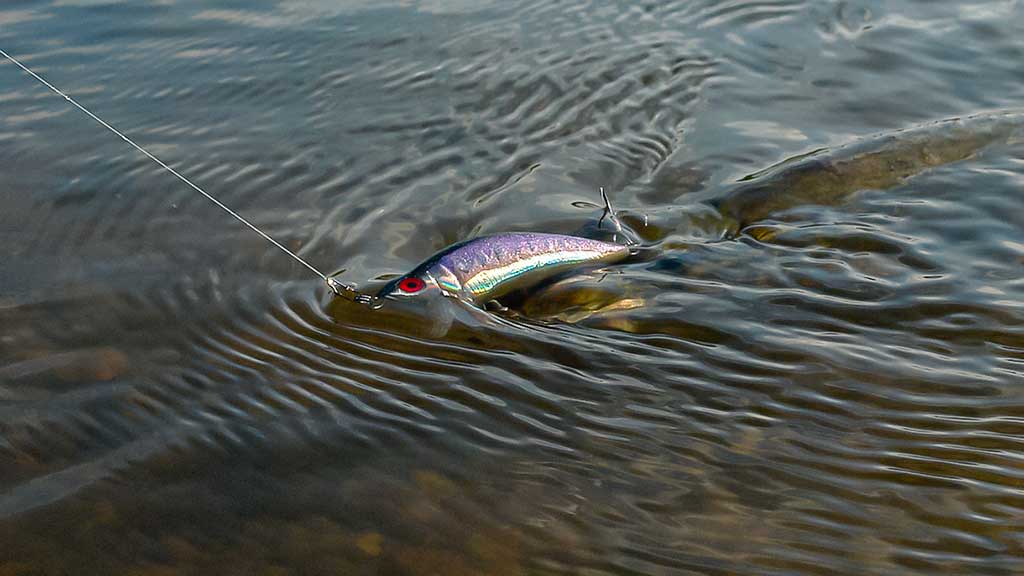 Ieškok lydekų ten, kur... jų nebūna Ieškok lydekų ten, kur... jų nebūna