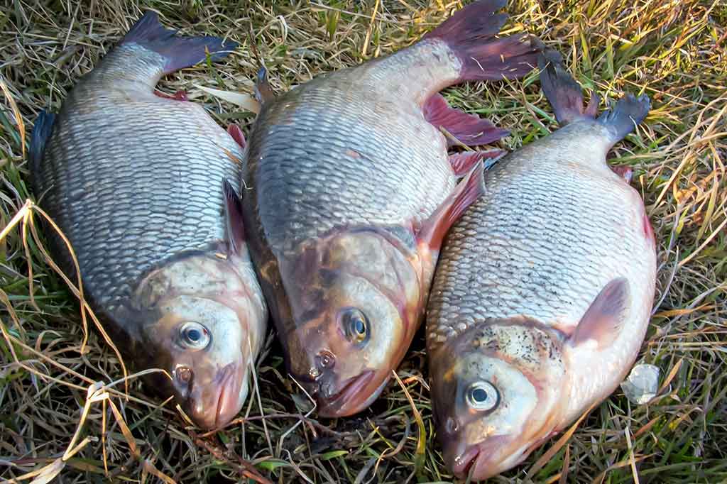 Didelė mažų svarelių reikšmė. Ketvirta dalis Didelė mažų svarelių reikšmė. Ketvirta dalis