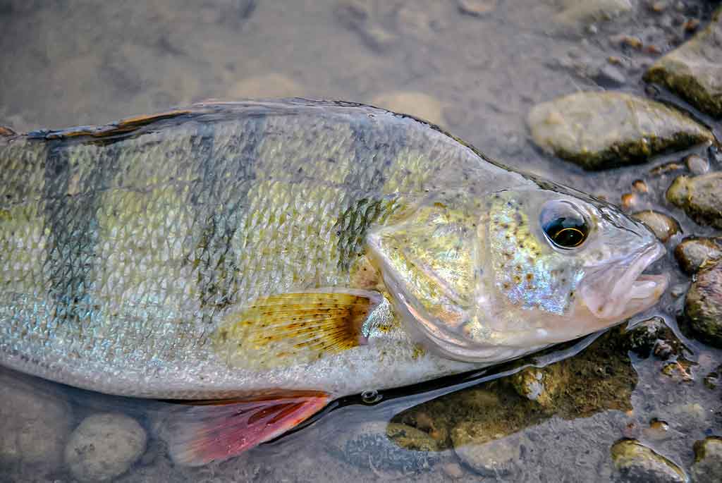 Apie nepilnametes, mikromasalus ir striptizą. Antra dalis