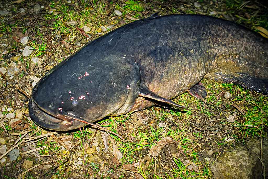 Penkių kilometrų maratonas pakui šamą Penkių kilometrų maratonas pakui šamą
