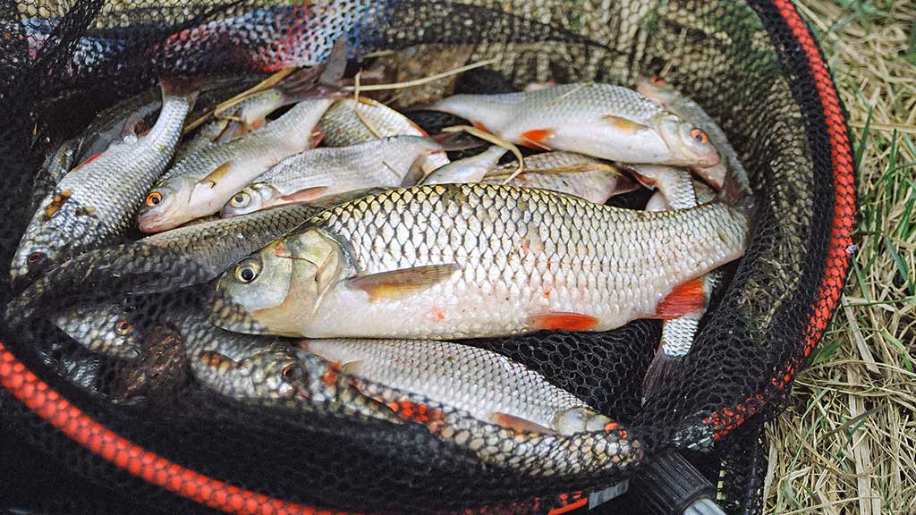 Reabilituokime plūdine upėse. Antra dalis