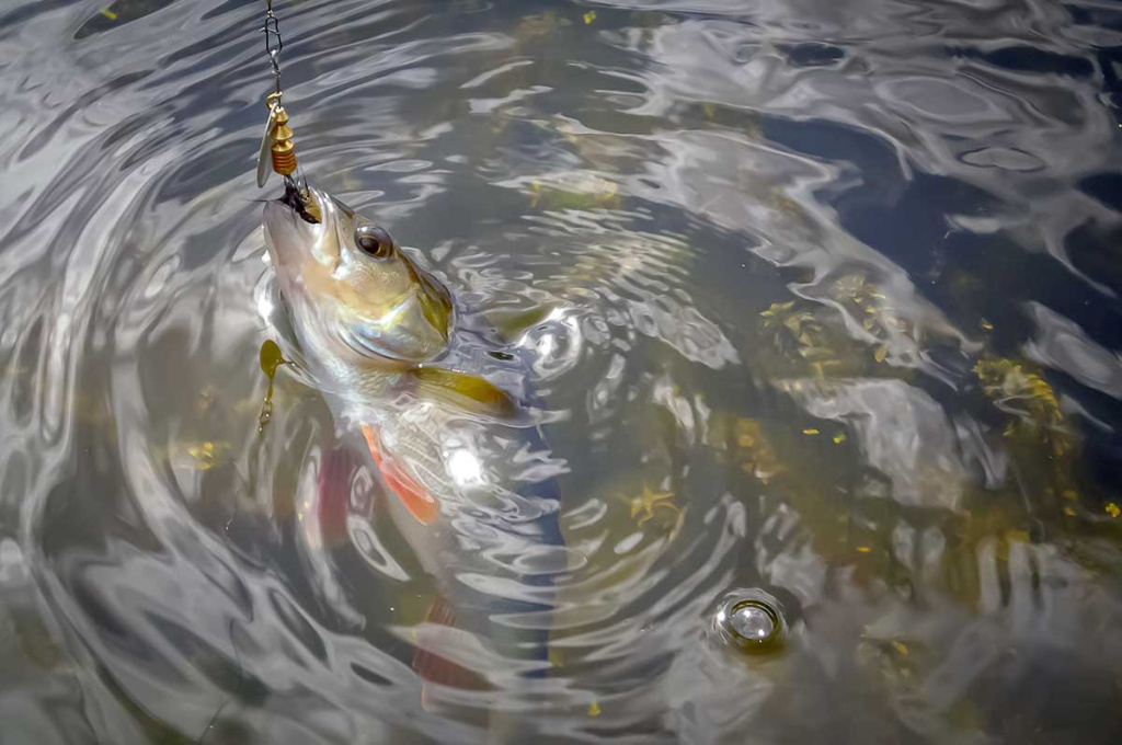 Nepailstanti žuvų viliotoja. 2 dalis